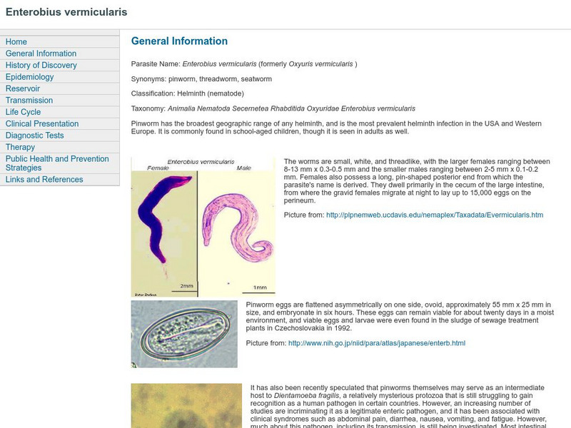 Enterobius Vermicularis Handout Enterobius Vermicularis Handout