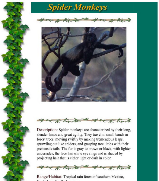 Monkey Zone: Spider Monkeys Handout for 2nd - 6th Grade | Lesson Planet