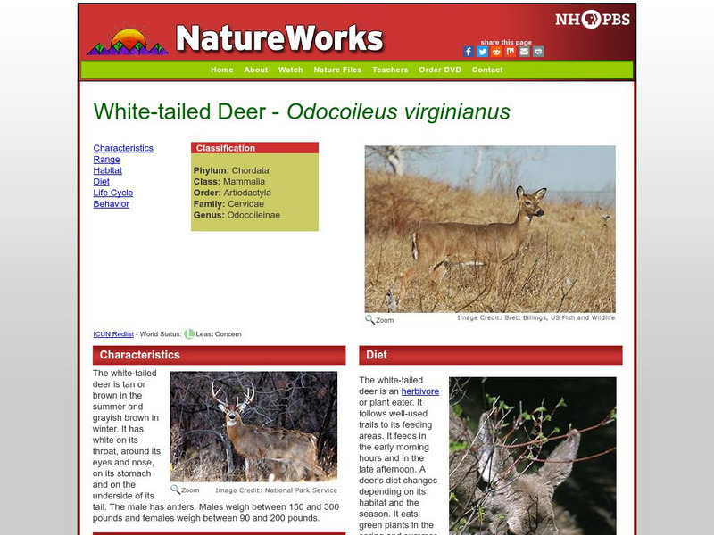 Nh Pbs: Nature Works: White Tailed Deer Handout Nh Pbs: Nature Works: White Tailed Deer Handout