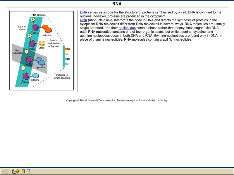 The Mc Graw Hill Companies, Inc.: Rna Handout The Mc Graw Hill Companies, Inc.: Rna Handout
