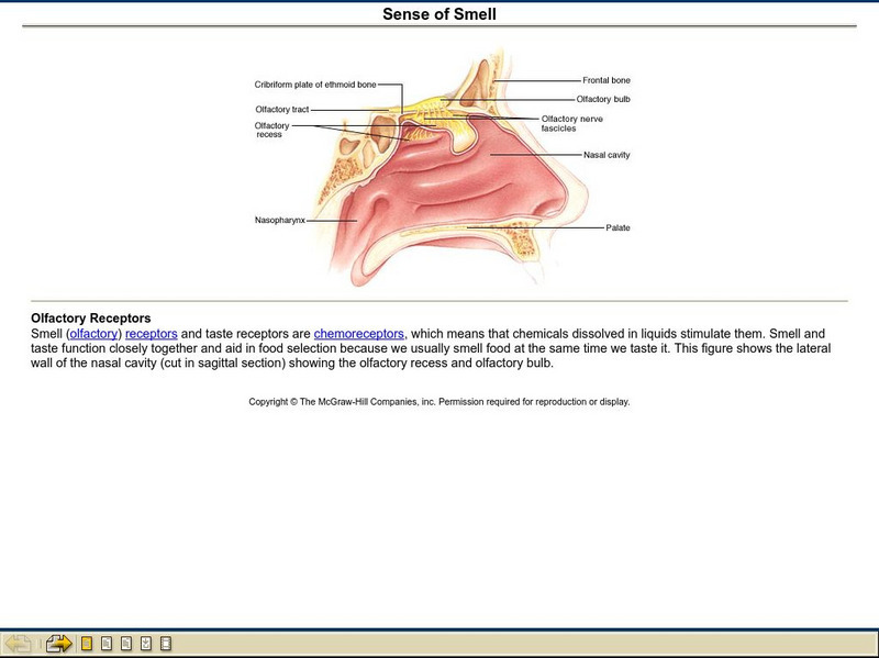 The Mc Graw Hill Companies, Inc.: Sense of Smell Graphic The Mc Graw Hill Companies, Inc.: Sense of Smell Graphic