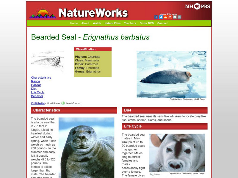 Nh Pbs: Nature Works: Bearded Seal Handout