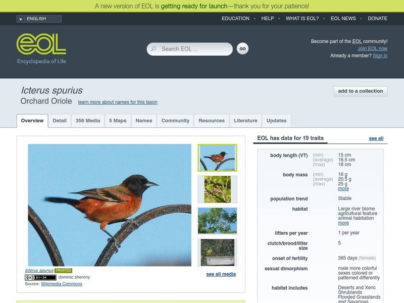 Encyclopedia of Life: Orchard Oriole Handout