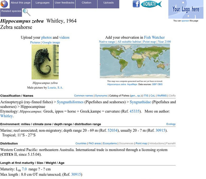 Fish Base: Hippocampus Zebra Zebra Seahorse Handout Fish Base: Hippocampus Zebra Zebra Seahorse Handout