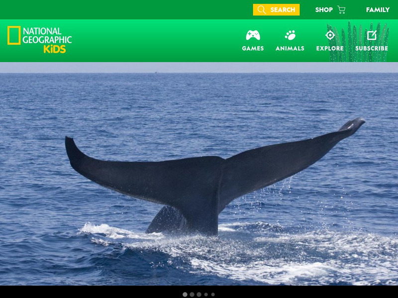 National Geographic Kids: Animals: Blue Whales Interactive National Geographic Kids: Animals: Blue Whales Interactive