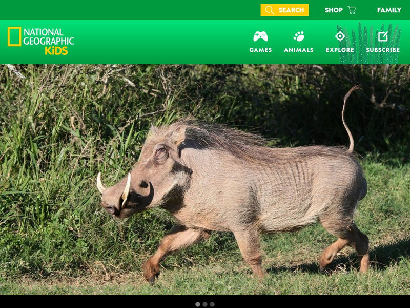 National Geographic Kids: Animals: Warthogs Interactive National Geographic Kids: Animals: Warthogs Interactive