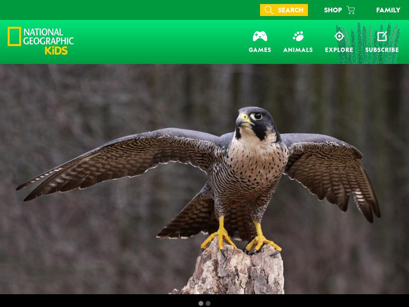 National Geographic Kids: Animals: Peregrine Falcons Interactive National Geographic Kids: Animals: Peregrine Falcons Interactive