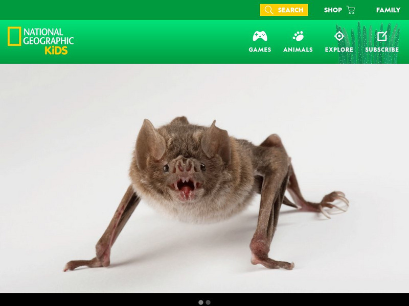 National Geographic Kids: Animals: Vampire Bats Interactive National Geographic Kids: Animals: Vampire Bats Interactive