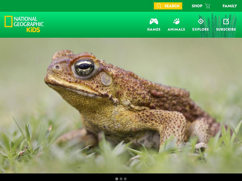 National Geographic Kids: Animals: Cane Toads Interactive National Geographic Kids: Animals: Cane Toads Interactive