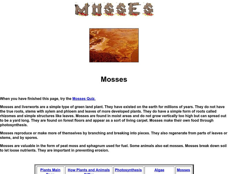 Mosses Interactive