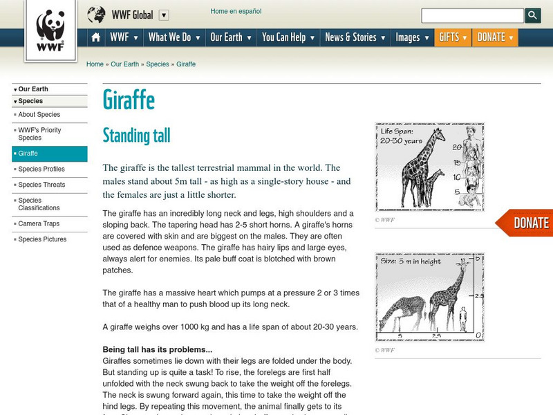 World Wildlife Fund: Giraffe Website World Wildlife Fund: Giraffe Website