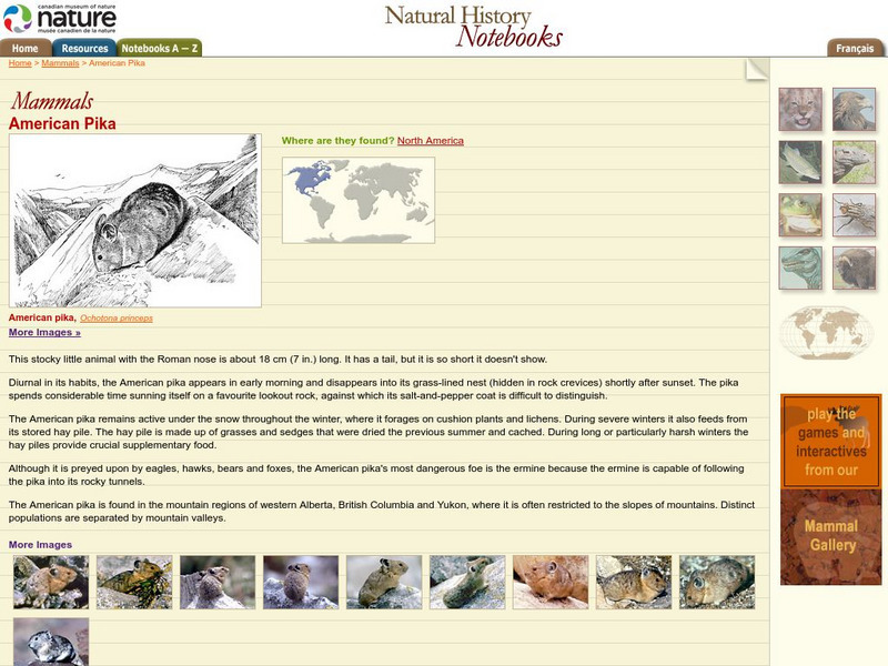 Canadian Museum of Nature: American Pika Handout Canadian Museum of Nature: American Pika Handout