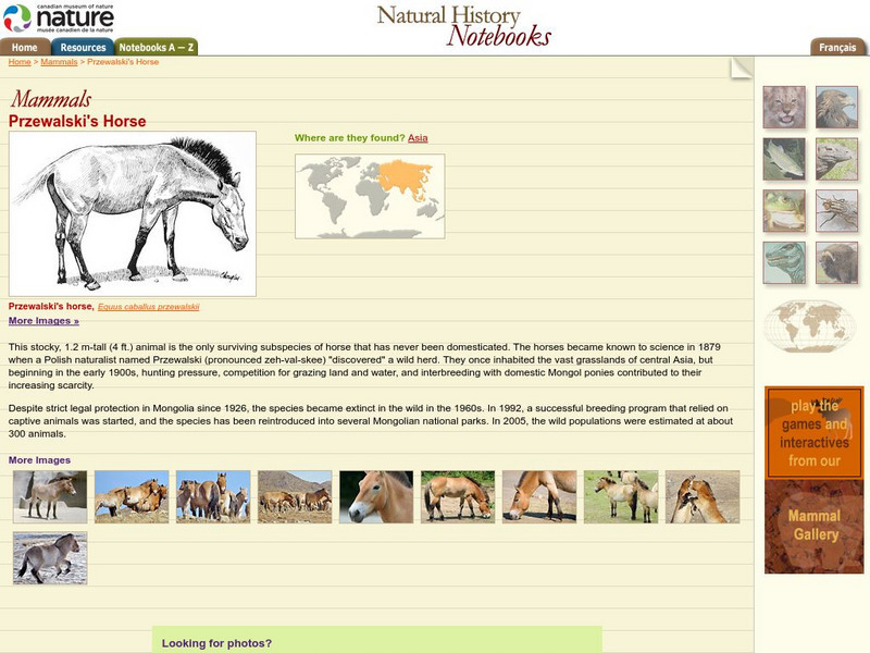 Canadian Museum of Nature: Przewalski's Horse Handout