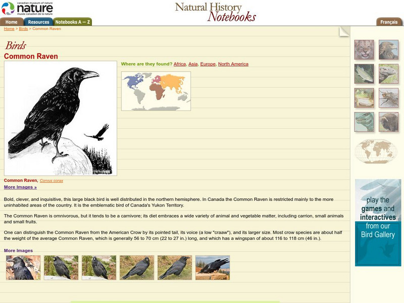 Canadian Museum of Nature: Common Raven Handout Canadian Museum of Nature: Common Raven Handout