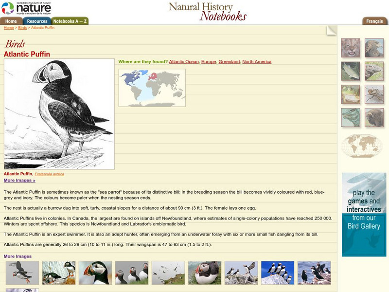 Canadian Museum of Nature: Atlantic Puffin Handout Canadian Museum of Nature: Atlantic Puffin Handout