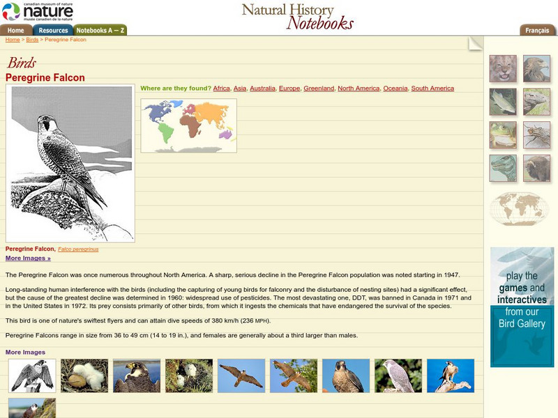 Canadian Museum of Nature: Peregrine Falcon Handout