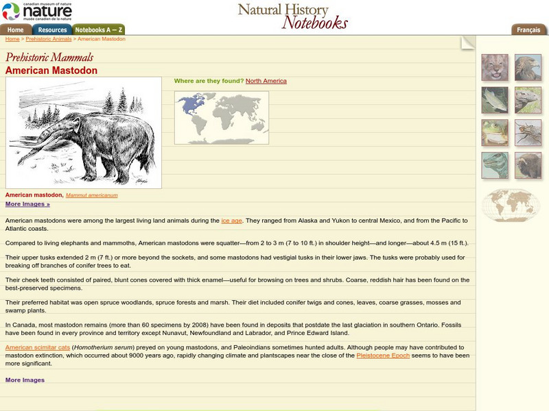 Canadian Museum of Nature: American Mastodon Handout
