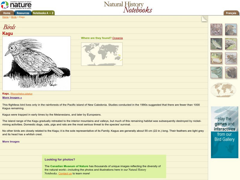 Canadian Museum of Nature: Kagu Handout Canadian Museum of Nature: Kagu Handout