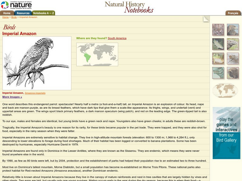 Canadian Museum of Nature: Imperial Amazon Handout