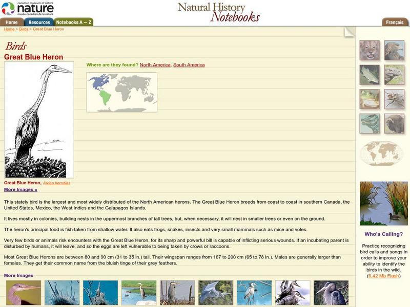 Canadian Museum of Nature: Great Blue Heron Handout