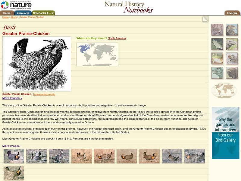Canadian Museum of Nature: Greater Prairie Chicken Handout