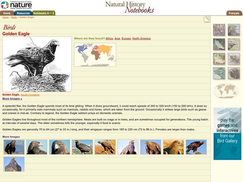 Canadian Museum of Nature: Golden Eagle Handout