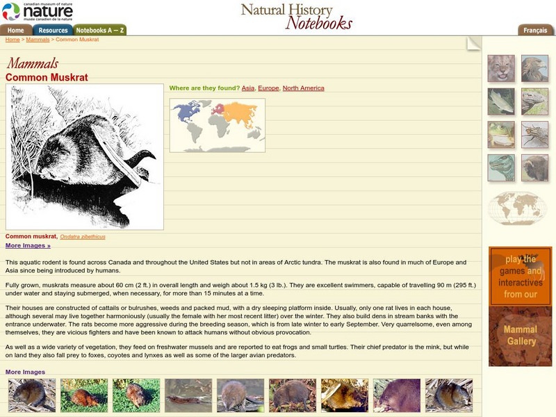 Canadian Museum of Nature: Muskrat Handout Canadian Museum of Nature: Muskrat Handout
