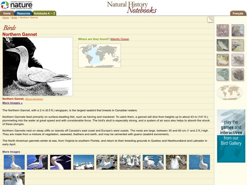 Canadian Museum of Nature: Northern Gannet Handout Canadian Museum of Nature: Northern Gannet Handout