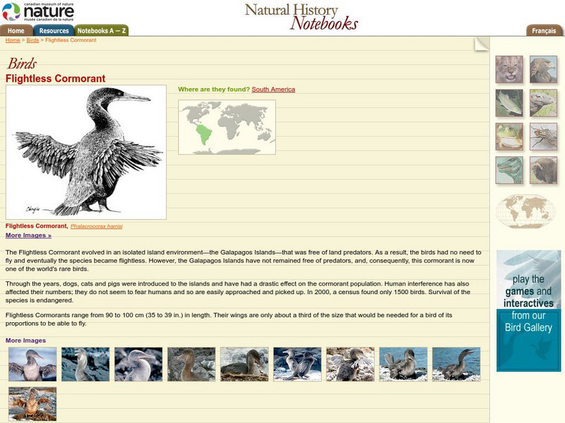 Canadian Museum of Nature: Flightless Cormorant Handout Canadian Museum of Nature: Flightless Cormorant Handout