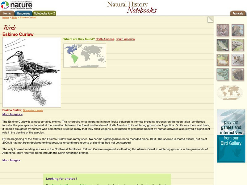 Canadian Museum of Nature: Eskimo Curlew Handout Canadian Museum of Nature: Eskimo Curlew Handout