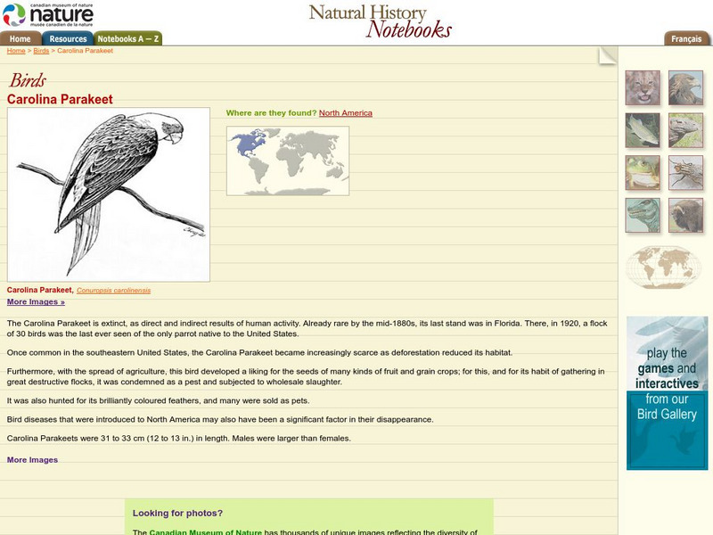 Canadian Museum of Nature: Carolina Parakeet Handout Canadian Museum of Nature: Carolina Parakeet Handout