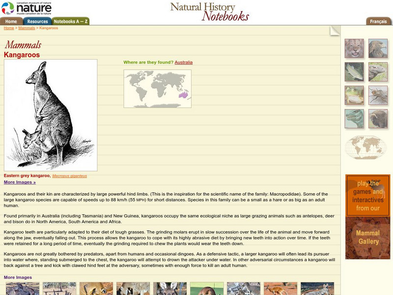 Canadian Museum of Nature: Kangaroos Handout