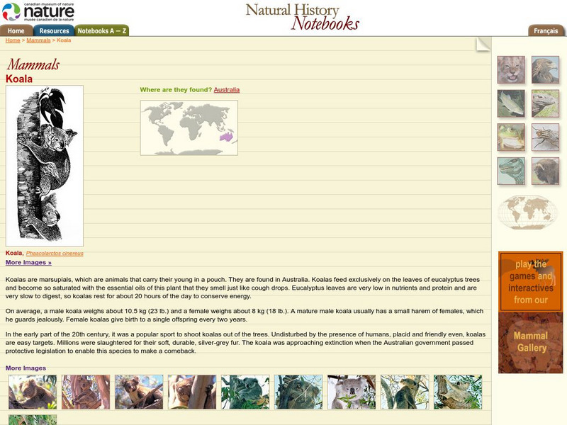 Canadian Museum of Nature: Koala Handout