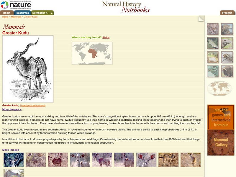 Canadian Museum of Nature: Greater Kudu Handout