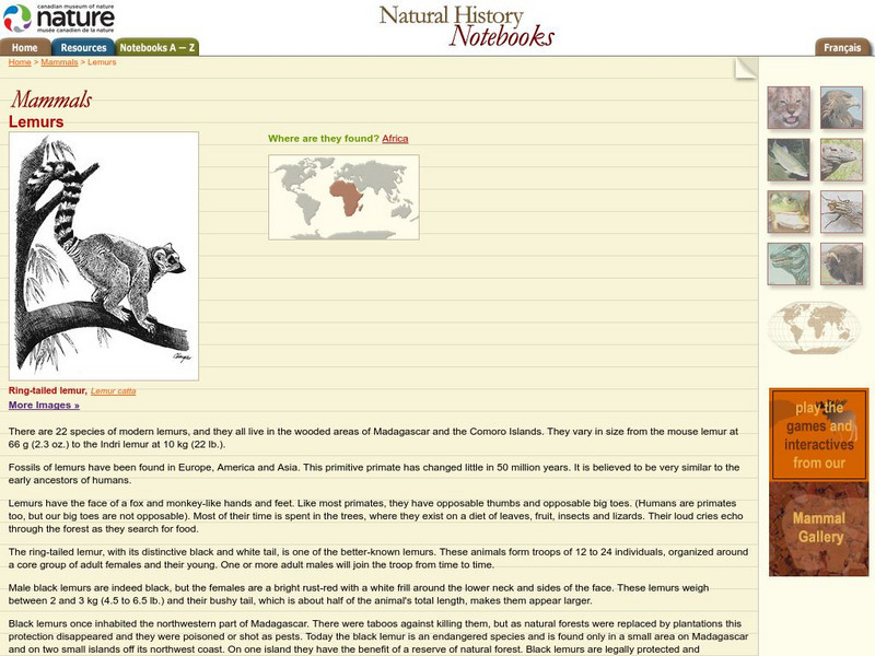 Canadian Museum of Nature: Lemur Handout Canadian Museum of Nature: Lemur Handout
