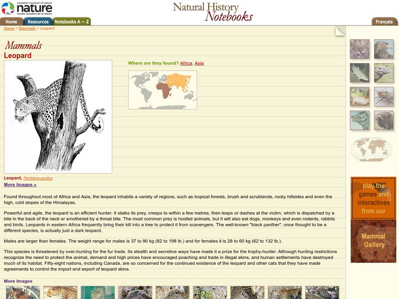 Canadian Museum of Nature: Leopard Handout Canadian Museum of Nature: Leopard Handout