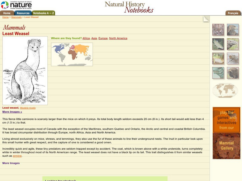 Canadian Museum of Nature: Least Weasel Handout