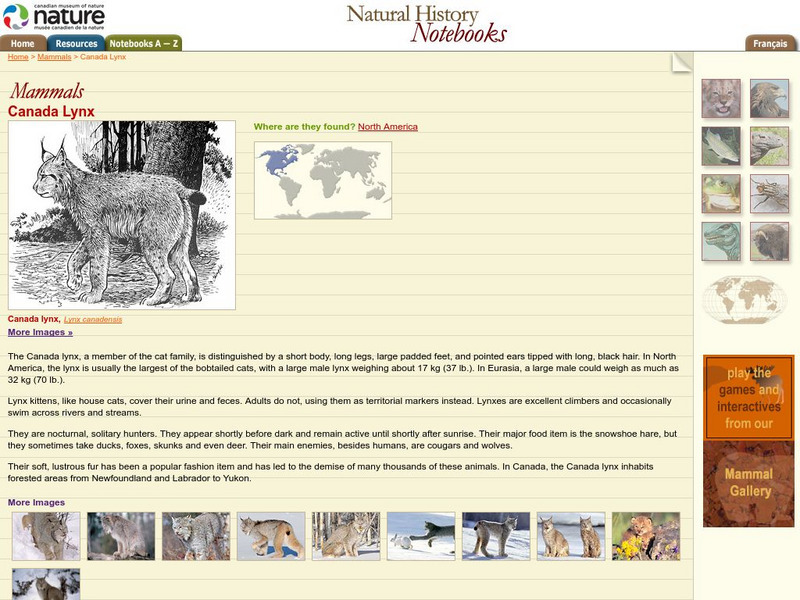 Canadian Museum of Nature: Canada Lynx Handout