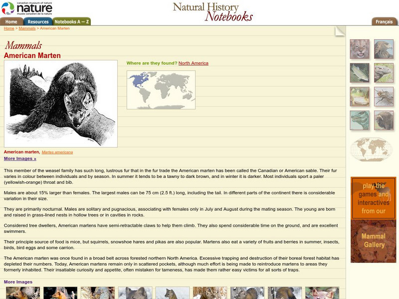 Canadian Museum of Nature: American Marten Handout Canadian Museum of Nature: American Marten Handout