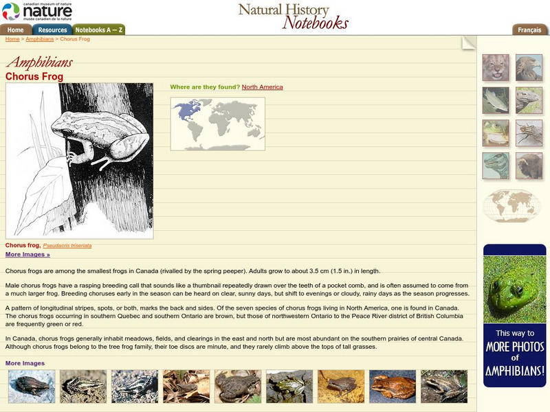 Canadian Museum of Nature: Chorus Frog Handout