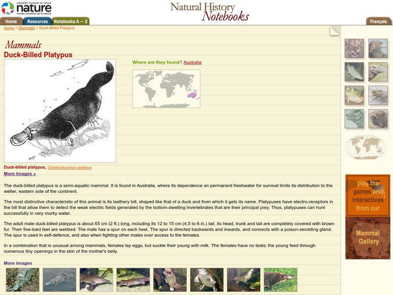 Canadian Museum of Nature: Duck Billed Platypus Handout Canadian Museum of Nature: Duck Billed Platypus Handout