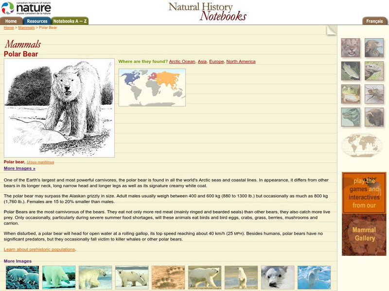 Canadian Museum of Nature: Polar Bear Handout Canadian Museum of Nature: Polar Bear Handout