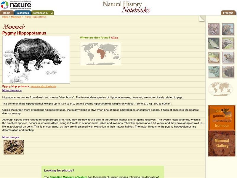 Canadian Museum of Nature: Pygmy Hippopotamus Handout Canadian Museum of Nature: Pygmy Hippopotamus Handout