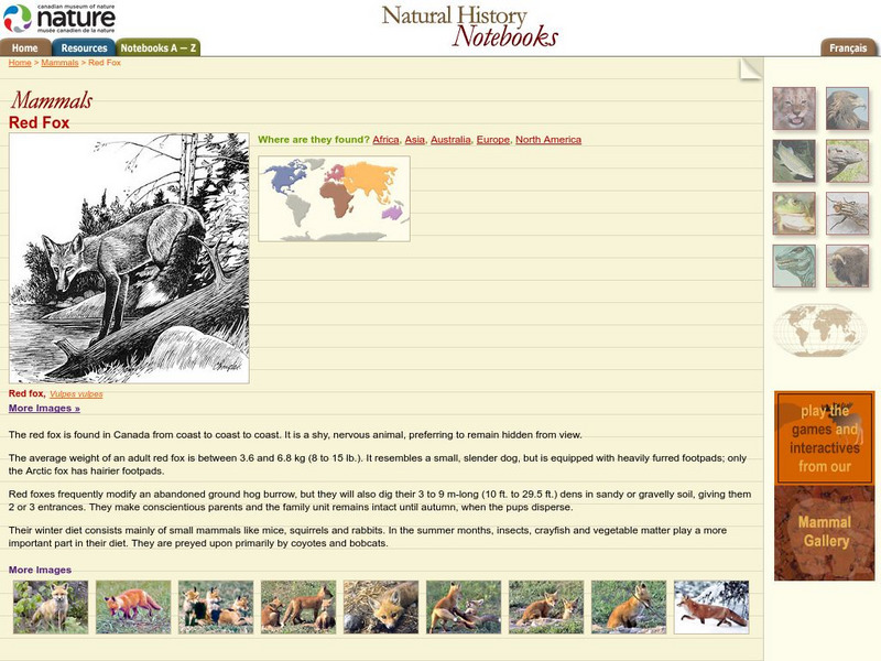 Canadian Museum of Nature: Red Fox Handout Canadian Museum of Nature: Red Fox Handout