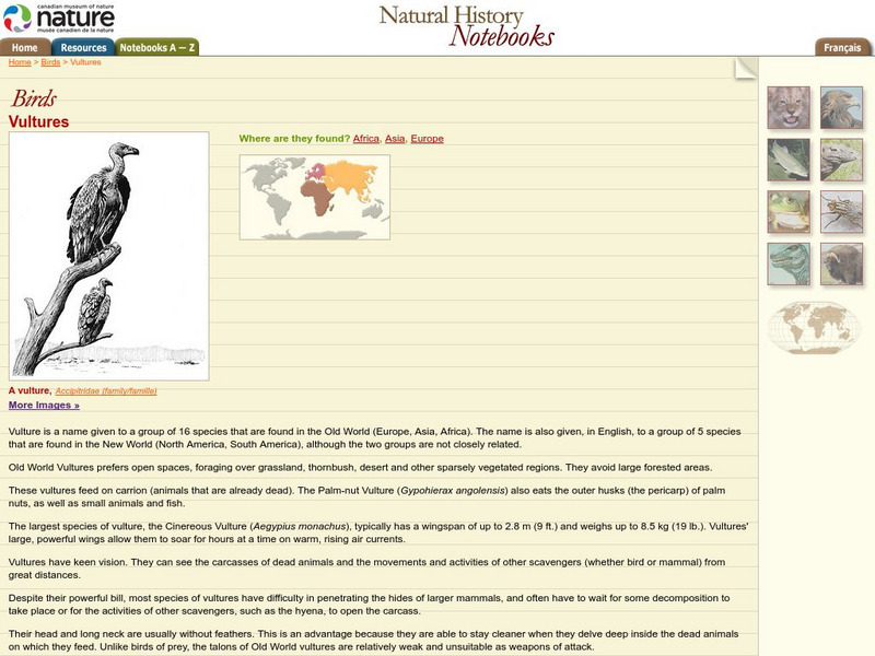 Canadian Museum of Nature: Vultures Handout Canadian Museum of Nature: Vultures Handout