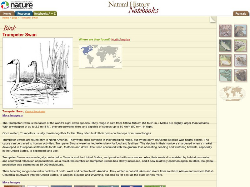 Canadian Museum of Nature: Trumpeter Swan Handout Canadian Museum of Nature: Trumpeter Swan Handout