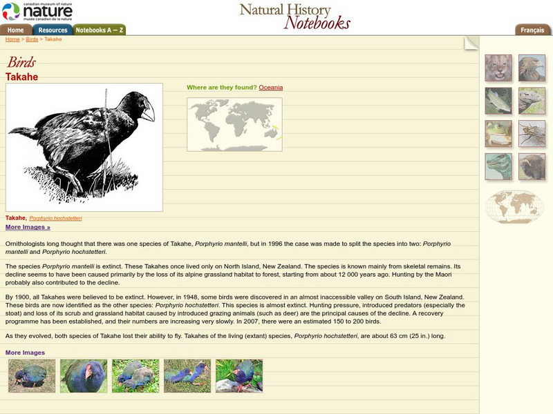 Canadian Museum of Nature: Takahe Handout Canadian Museum of Nature: Takahe Handout