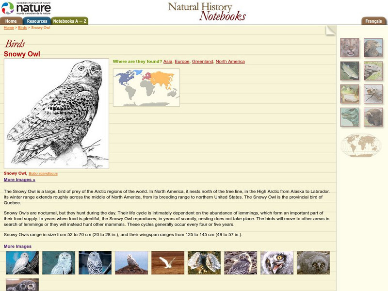 Canadian Museum of Nature: Snowy Owl Handout