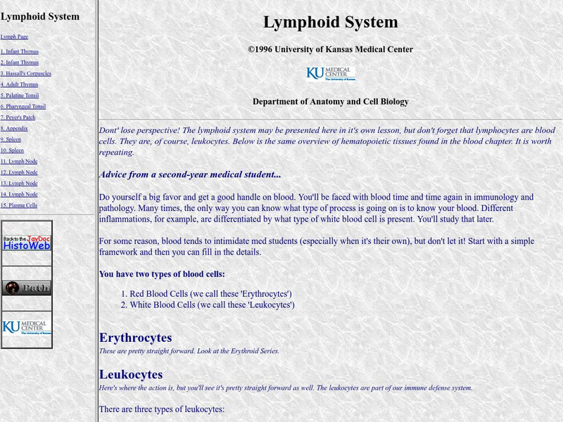 University of Kansas Medical Center: Lymphoid System Handout University of Kansas Medical Center: Lymphoid System Handout