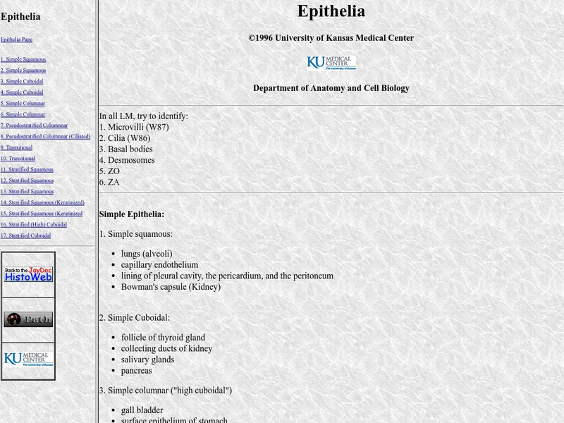University of Kansas Medical Center: Epithelia Graphic